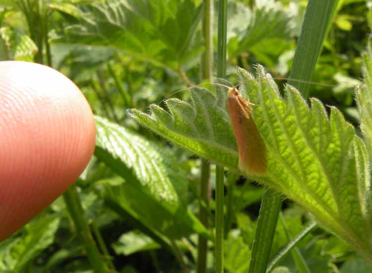 Grossa Adelidae?